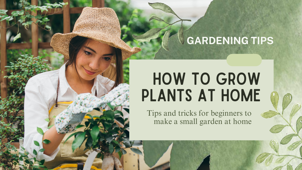 How To Grow Plants At Home